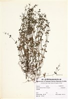 藏品(琉球豬殃殃)的圖片